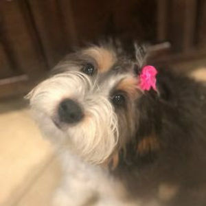 Meet your Posher, Cindy